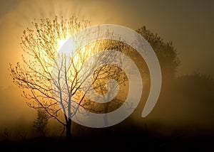 Fog, tree and sun.