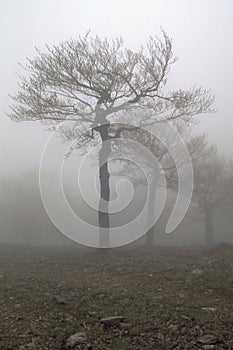 Fog' trees