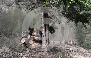 Fog in the winter forest, Carpathians.