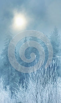 Nebbia inverno foresta telefono sfondo del desktop 