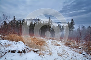 Fog in winter Harz mountains