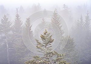 Fogbound forest atop Clingmans Dome, Great Smoky Mountains National Park, Tennessee/North Carolina border