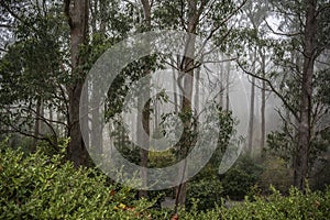 Fogged in at Mount Lofty Botanic Garden, South Australia