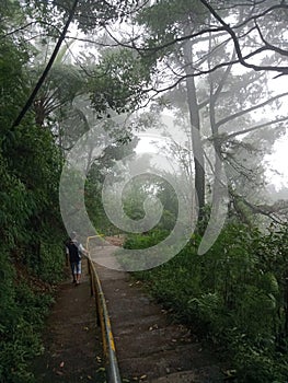 Fogging forest