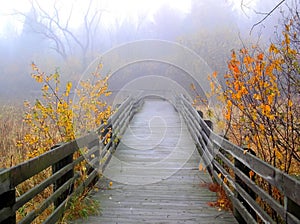 Foggy Autumn