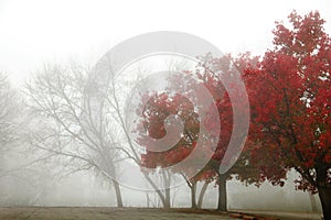 Foggy Autumn photo