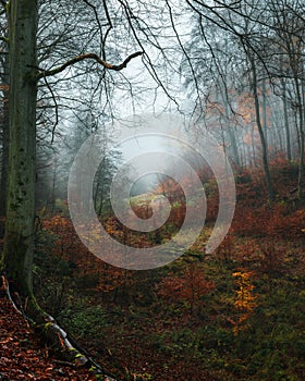 Foggy autumn day in the forest with decidious trees photo