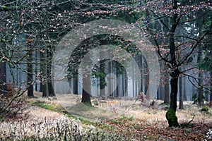 Foggy autumn forest