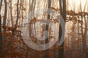 Foggy autumn forest detail