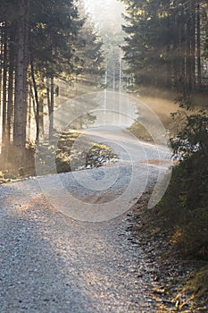 Foggy autumn forest road