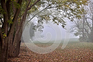 Foggy autumn landscape.