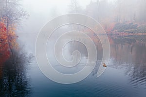 Foggy autumn landscape.