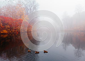 Foggy autumn landscape.