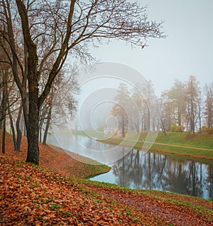 Foggy autumn landscape in State Museum Reserve Gatchina. Foggy autumn view of the park, Karpin Pond and old stone bridge