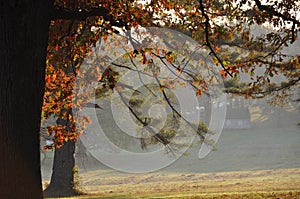 Foggy Autumn morning