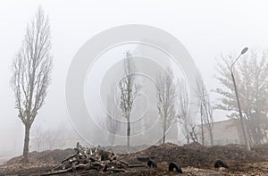 Foggy autumn morning in the city