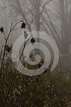 Foggy autumn morning rural road view 7