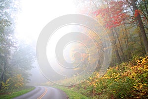 Foggy autumn scene