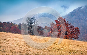 Foggy autumn scene of mountain valley with two trees. Splendid morning scene of Carpathian mountains, Kvasy village location, Ukra