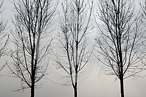Foggy backlit trees