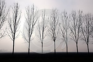 Foggy backlit trees