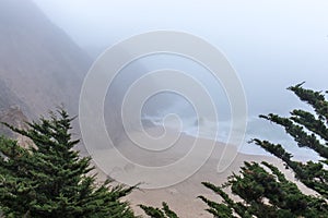 Foggy Beach through Cypress Trees.