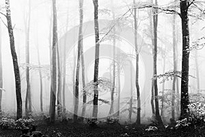 Foggy beech forest