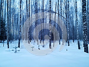 foggy birch forest in sunrise in winter