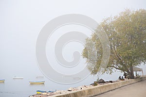 Foggy Boats and Tree