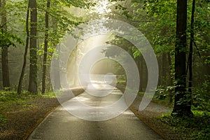 Foggy Cades Cove roadway photo