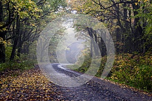 Foggy Country Road in the Enchanted Forest