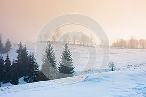 foggy countryside at dawn. beautiful rural landscape in wintertime