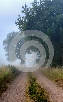 Foggy countryside road