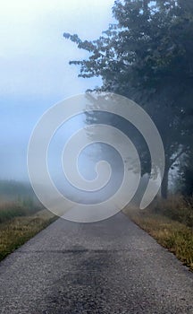 Foggy countryside road