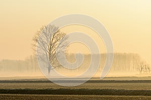 Foggy dawn, Lomellina (Italy) photo