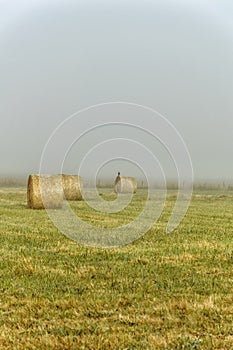 Foggy dawn in Warrnambool, Australia. Beautiful morning light.