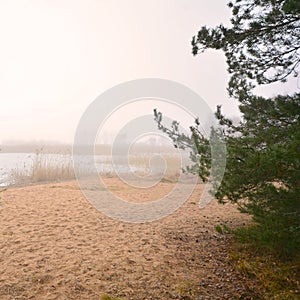 Foggy day on a deserted winter lake shore