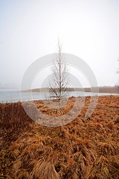 Foggy day on a deserted winter lake shore