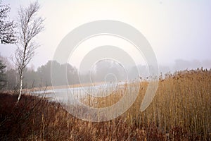 Foggy day on a deserted winter lake shore