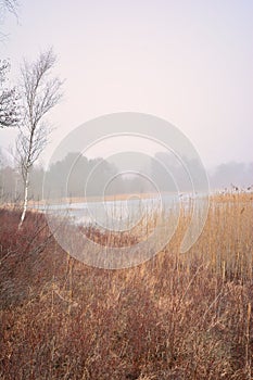 Foggy day on a deserted winter lake shore