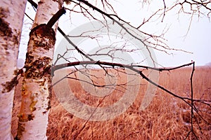 Foggy day on a deserted winter lake shore