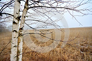 Foggy day on a deserted winter lake shore