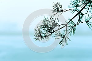 Foggy day on a deserted winter lake shore