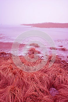 Foggy day on a deserted winter lake shore