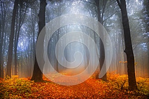 Foggy day into the forest during autumn photo