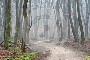 Foggy day in the forest in The Netherlands, Speulderbos Veluwe.