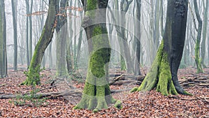 Foggy day in the forest in The Netherlands, Speulderbos Veluwe.