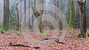 Foggy day in the forest in The Netherlands, Speulderbos Veluwe.