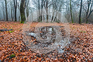 Foggy day in the forest in The Netherlands, Speulderbos Veluwe.