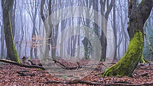 Foggy day in the forest in The Netherlands, Speulderbos Veluwe.
